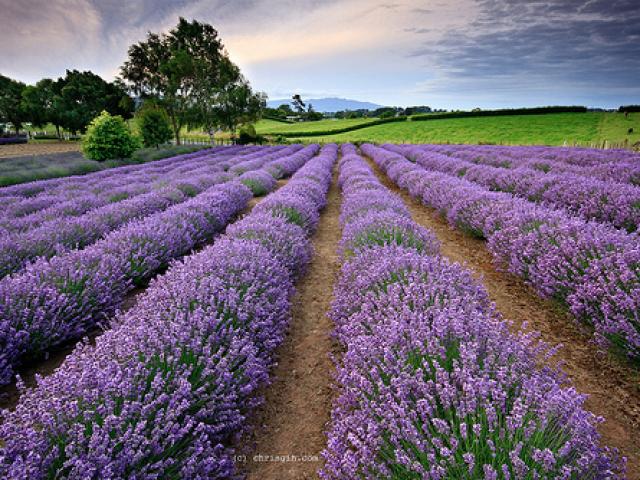 Lavender Farm